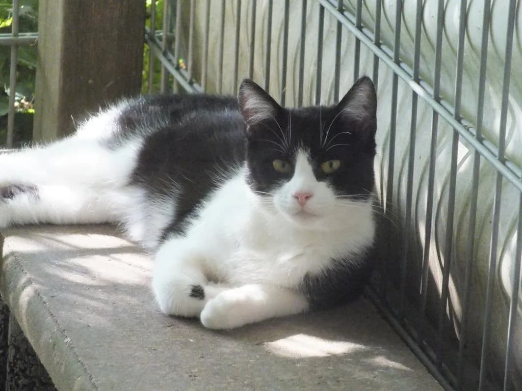 Noelle, female 7yo European Shorthair for adoption at Tierheim Elmshorn, Elmshorn