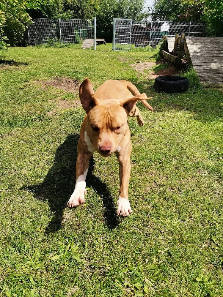 Paddington, male senior American Bully for adoption at Tierheim Elmshorn