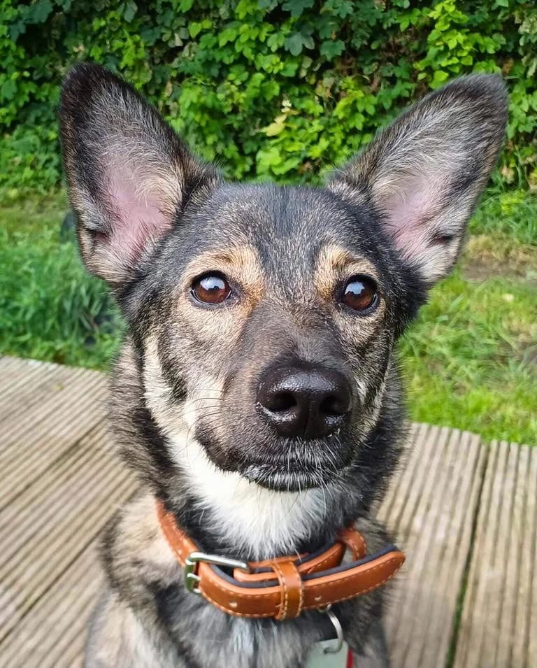 Paula, female 3yo Mixed Breed for adoption at Tierheim Elmshorn, Elmshorn