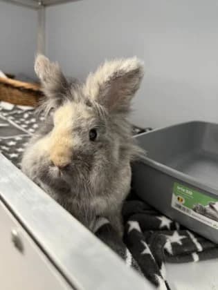 Peterchen, male 5yo mixed breed for adoption at Tierheim Elmshorn, Elmshorn