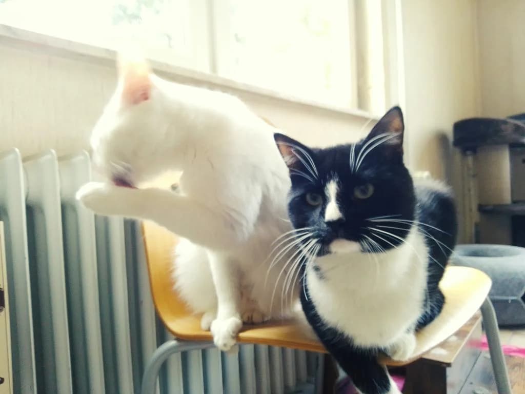 Piccolino, 3yo Mixed Breed for adoption at Tierheim Elmshorn, Elmshorn