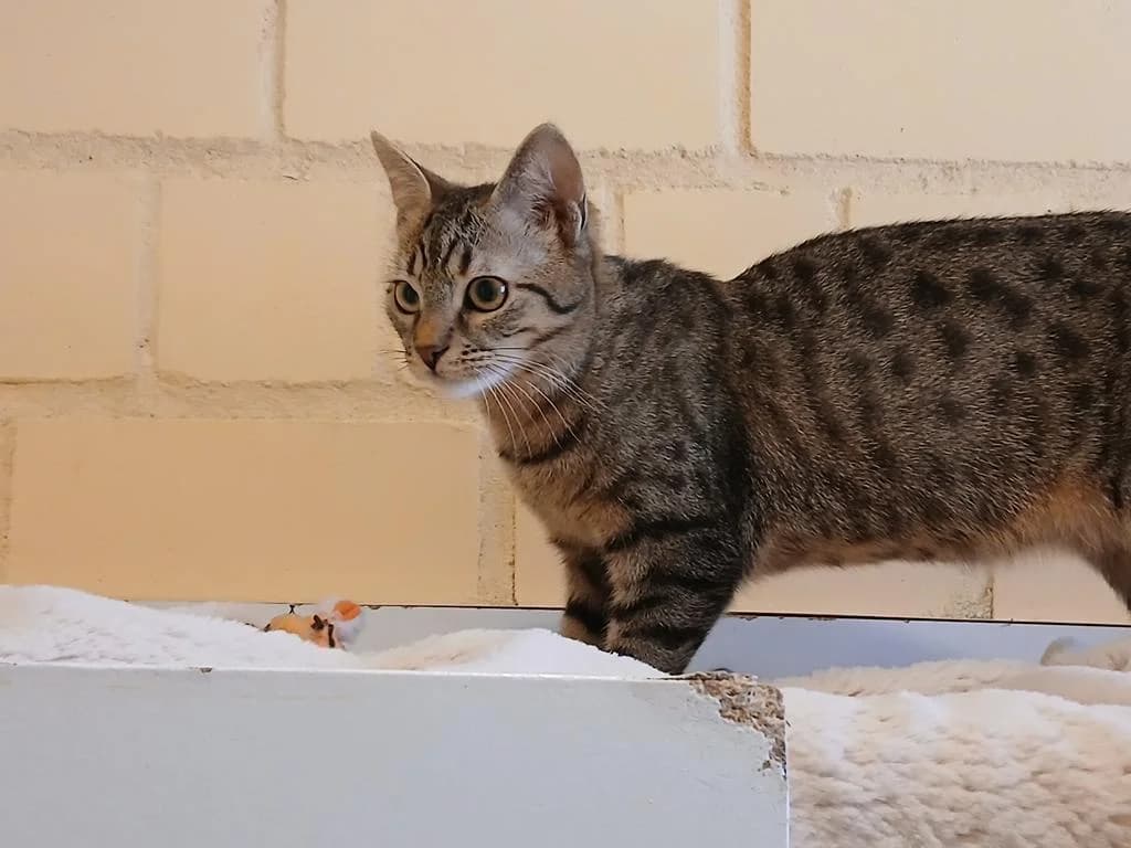Ping, female puppy European Shorthair for adoption at Tierheim Elmshorn