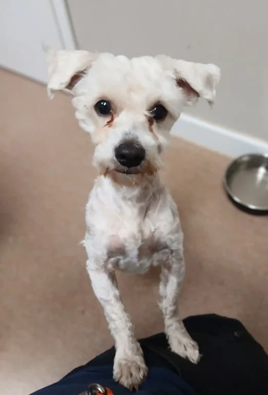 Raffaello, male young Maltese for adoption at Tierheim Elmshorn, Elmshorn