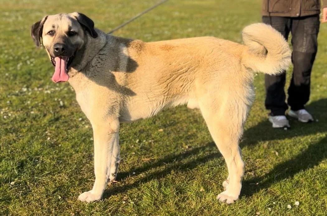 Rusty, male 3yo Kangal for adoption at Tierheim Elmshorn, Elmshorn