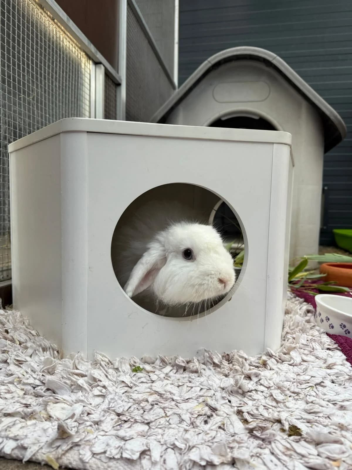 Shaun das Schaf, male mixed breed for adoption at Tierheim Elmshorn, Elmshorn