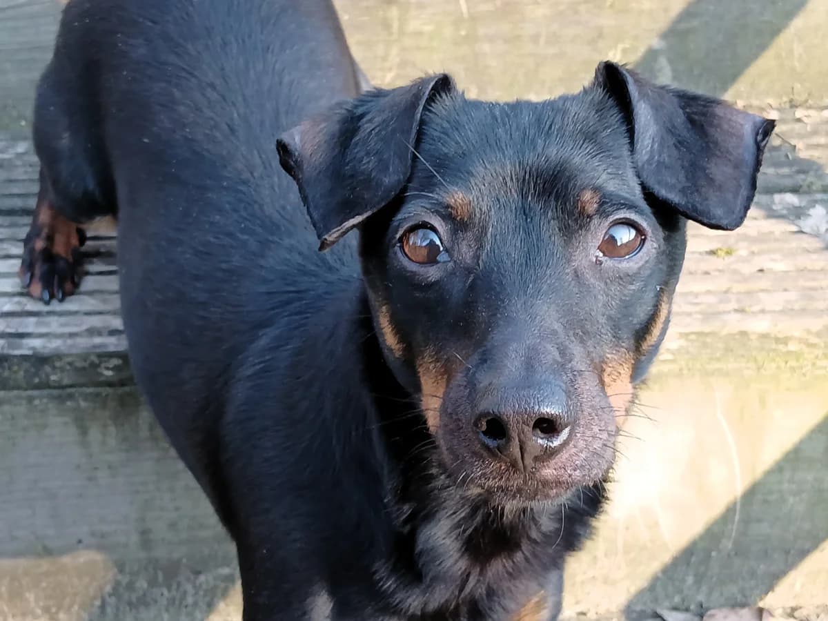 Slinky, male senior Mixed Breed for adoption at Tierheim Elmshorn, Elmshorn