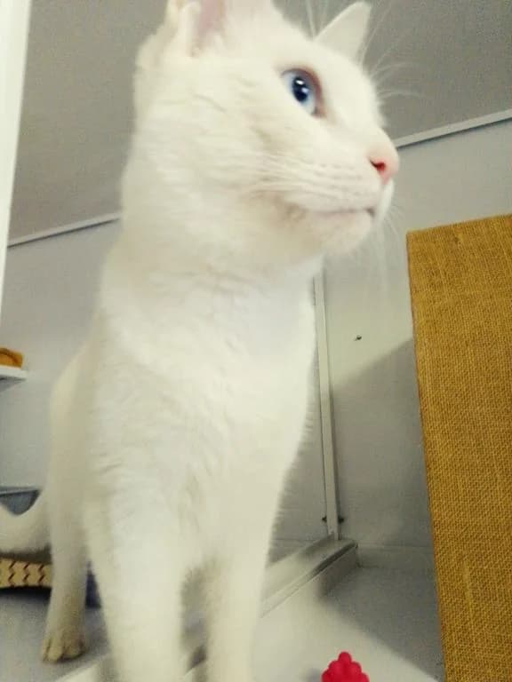 Smilla, female 3yo European Shorthair for adoption at Tierheim Elmshorn, Elmshorn
