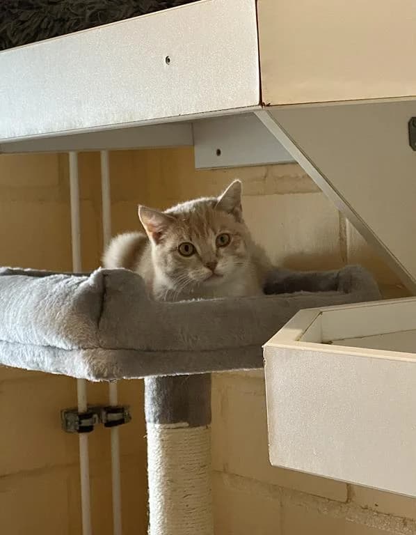 Speedy Gonzales, male senior European Shorthair for adoption at Tierheim Elmshorn