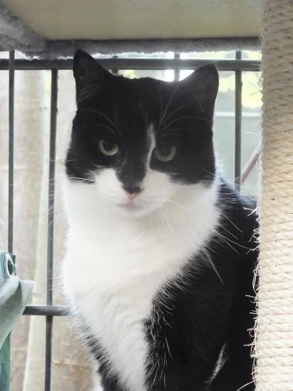 Tai, female senior European Shorthair for adoption at Tierheim Elmshorn, Elmshorn