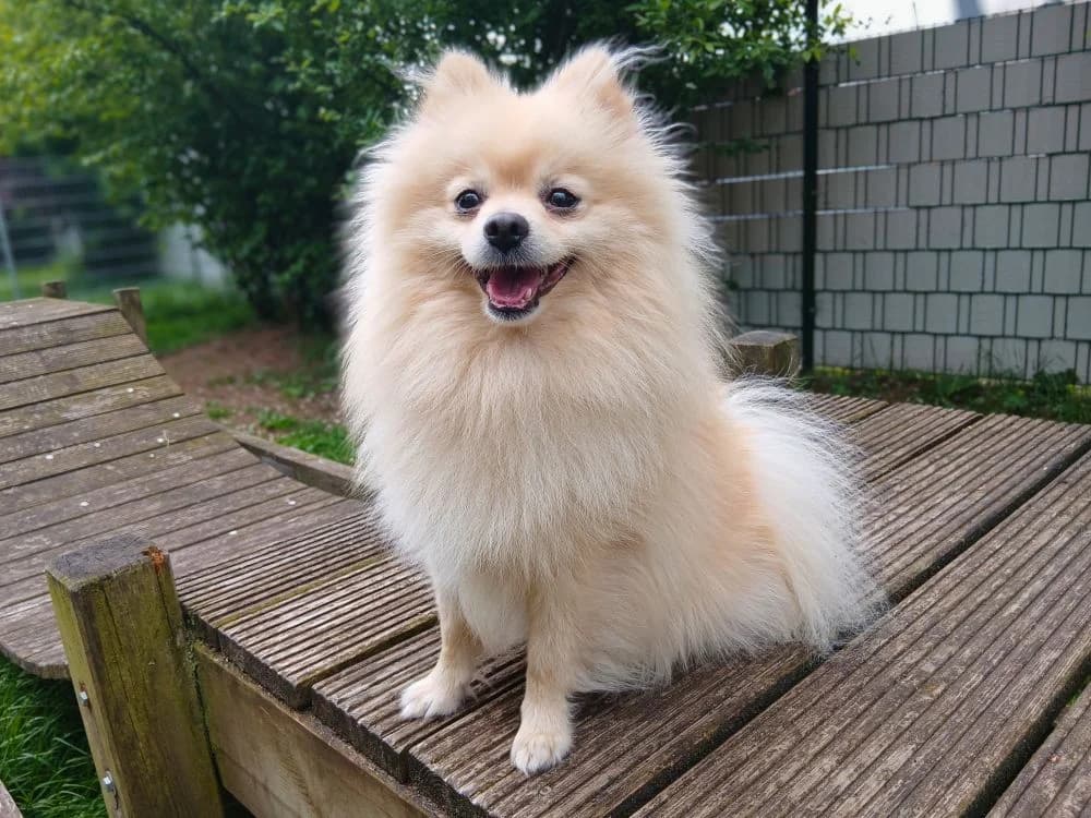 Wasabi, male young Pomeranian for adoption at Tierheim Elmshorn, Elmshorn
