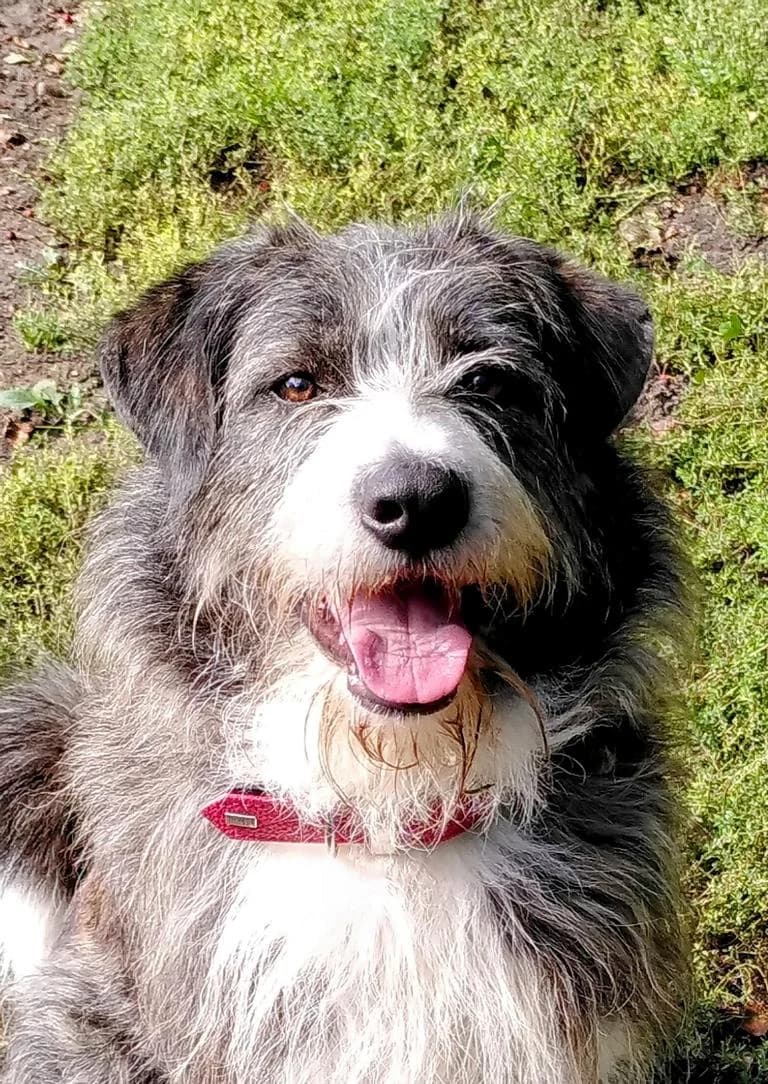 Weasley, male 3yo Mixed Breed for adoption at Tierheim Elmshorn, Elmshorn