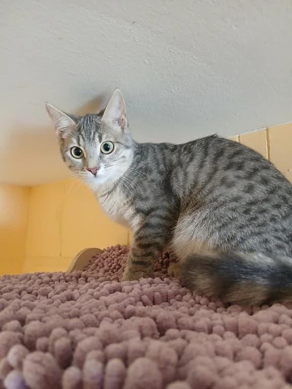 Wutz, female puppy European Shorthair for adoption at Tierheim Elmshorn