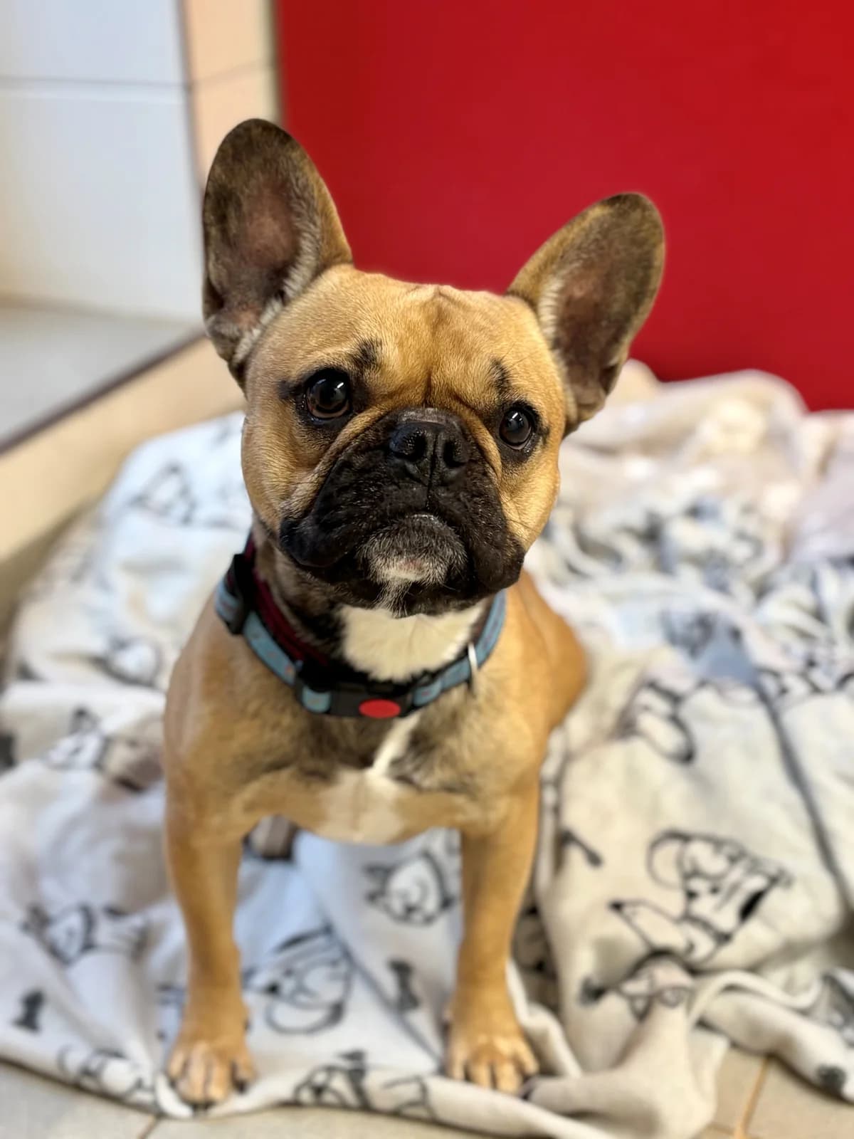 Garfield, male French Bulldog for adoption at Tierheim Emden, Emden