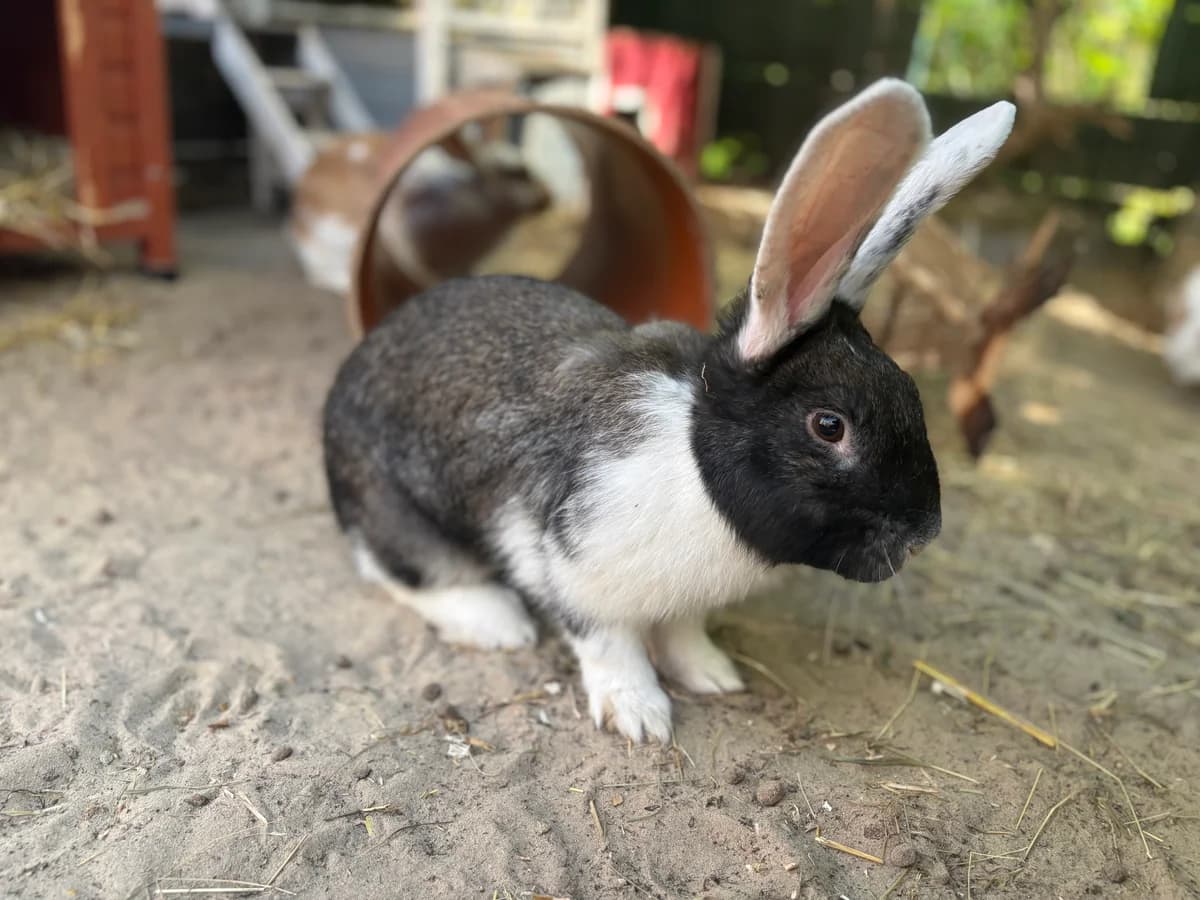 5er Wuselbande, braun female young mixed breed for adoption at Tierheim Emden, Emden