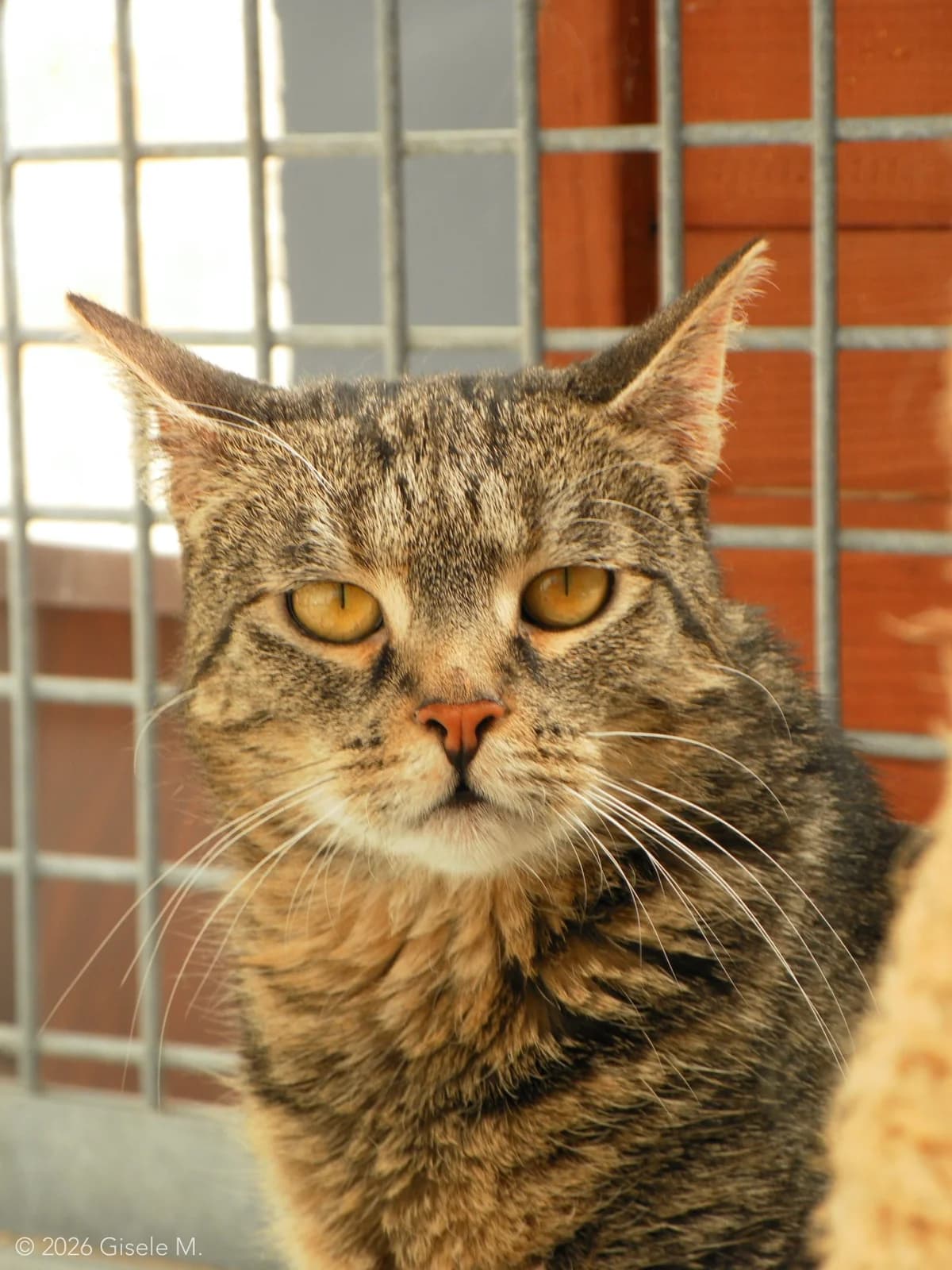 Schippi, female puppy European Shorthair for adoption at Tierheim Emden, Emden