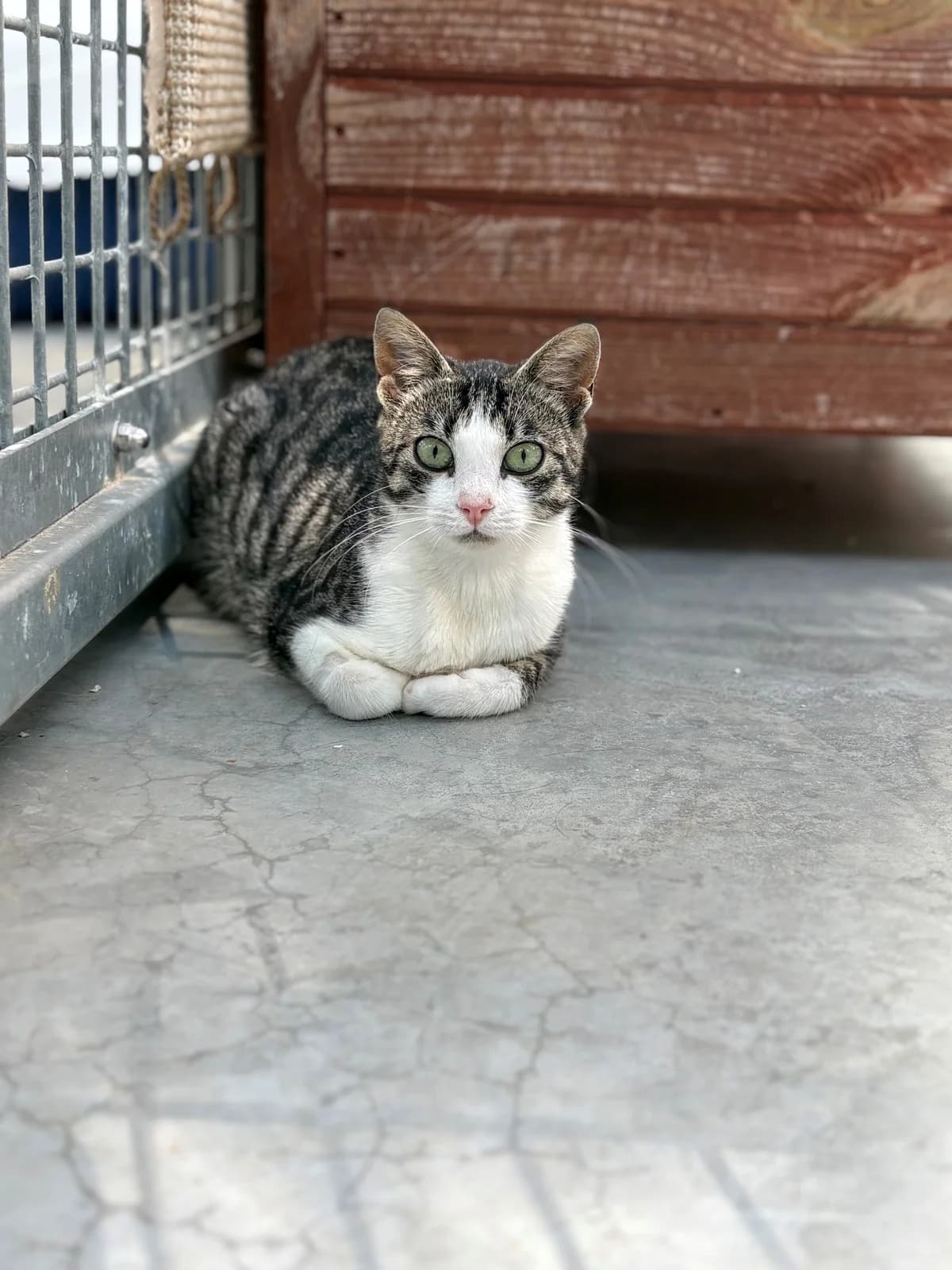 Belinda, female puppy European Shorthair for adoption at Tierheim Emden, Emden
