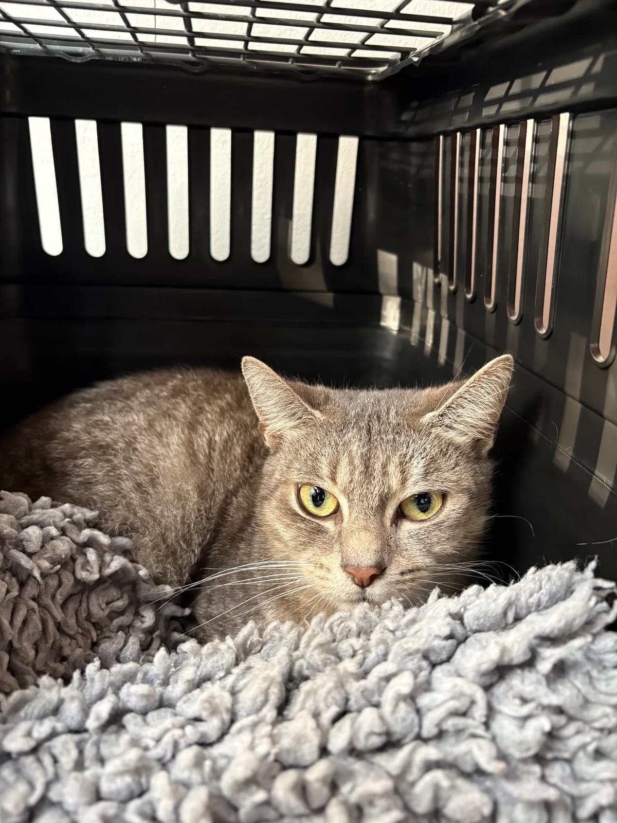Kimberly, female puppy European Shorthair for adoption at Tierheim Emden, Emden
