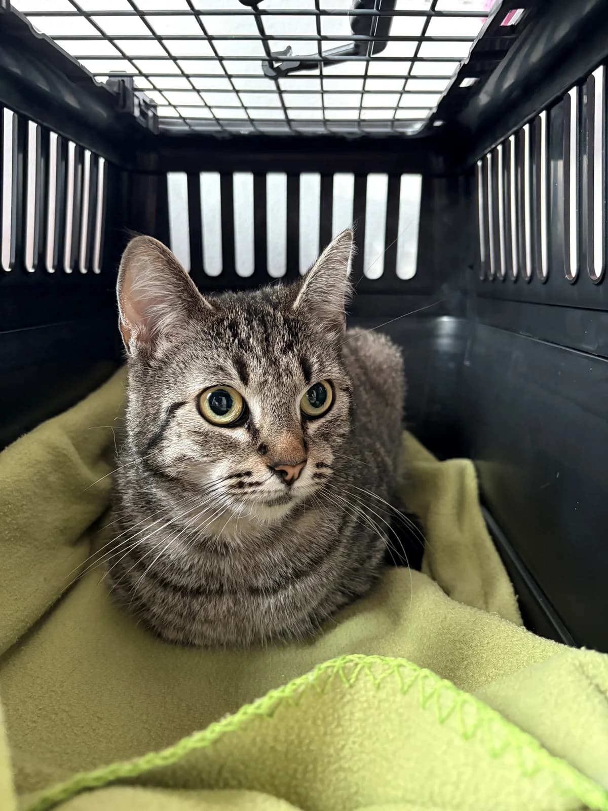 Lassley, female puppy European Shorthair for adoption at Tierheim Emden, Emden