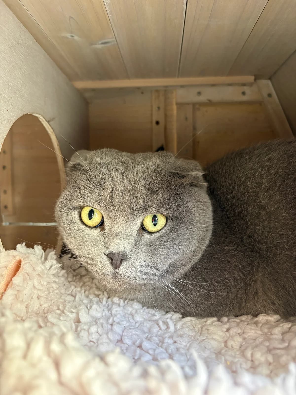 Sven & Svea, male puppy British Shorthair for adoption at Tierheim Emden, Emden