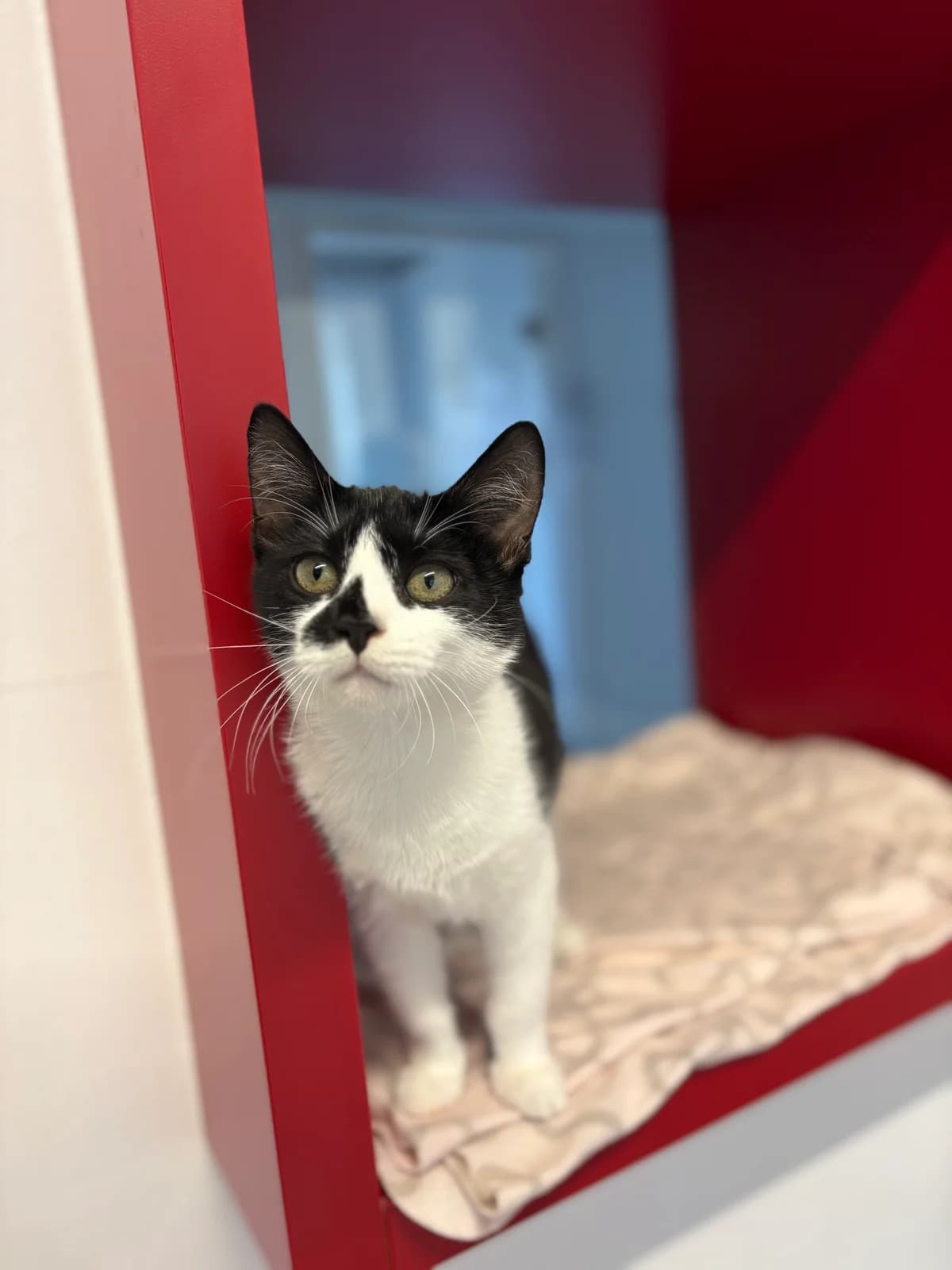 Freya, female puppy European Shorthair for adoption at Tierheim Emden, Emden