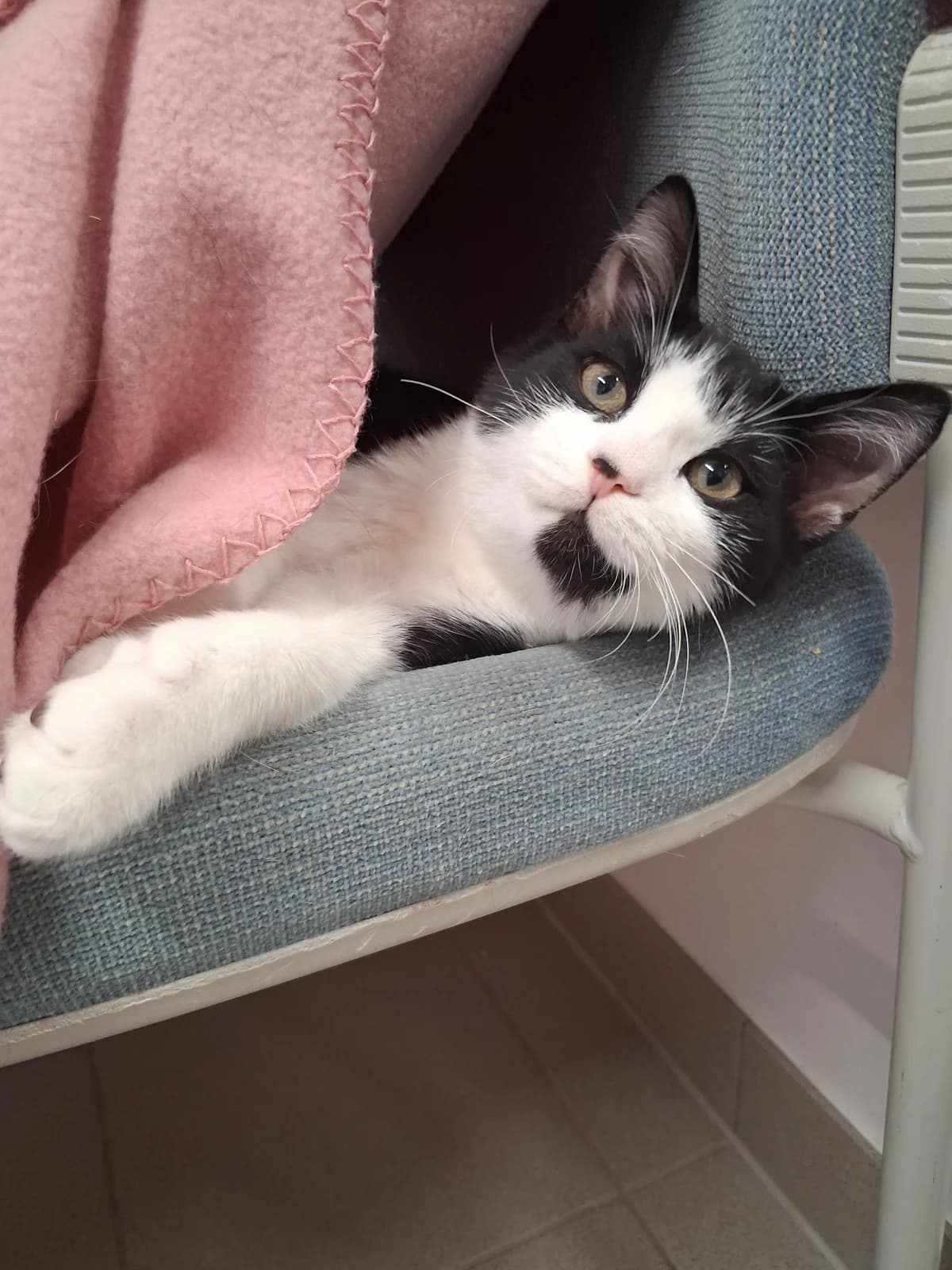 Loki, male puppy European Shorthair for adoption at Tierheim Emden, Emden