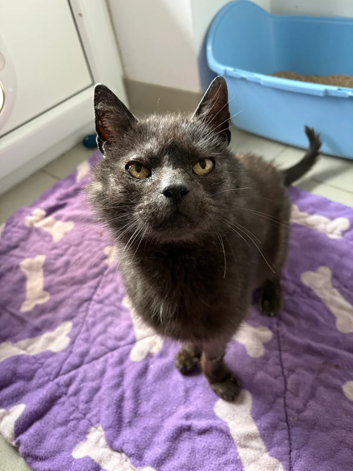 Chris, schwarz female European Shorthair for adoption at Tierheim Emden, Emden