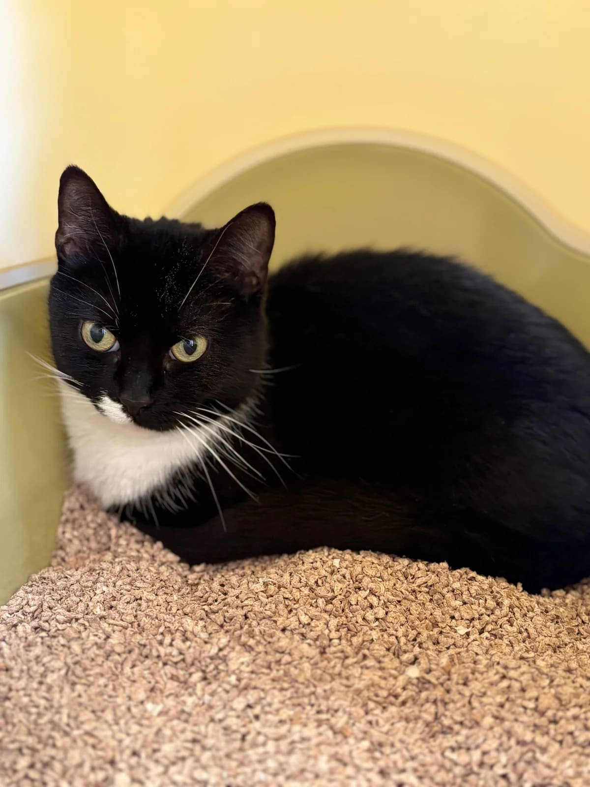 Gladys - Epileptikerin ist vorgemerkt, female European Shorthair for adoption at Tierheim Emden, Emden