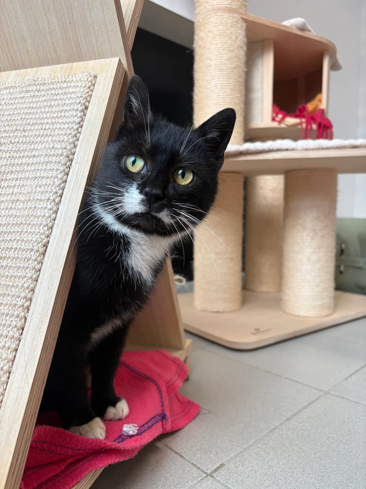 Angel, female European Shorthair for adoption at Tierheim Emden, Emden
