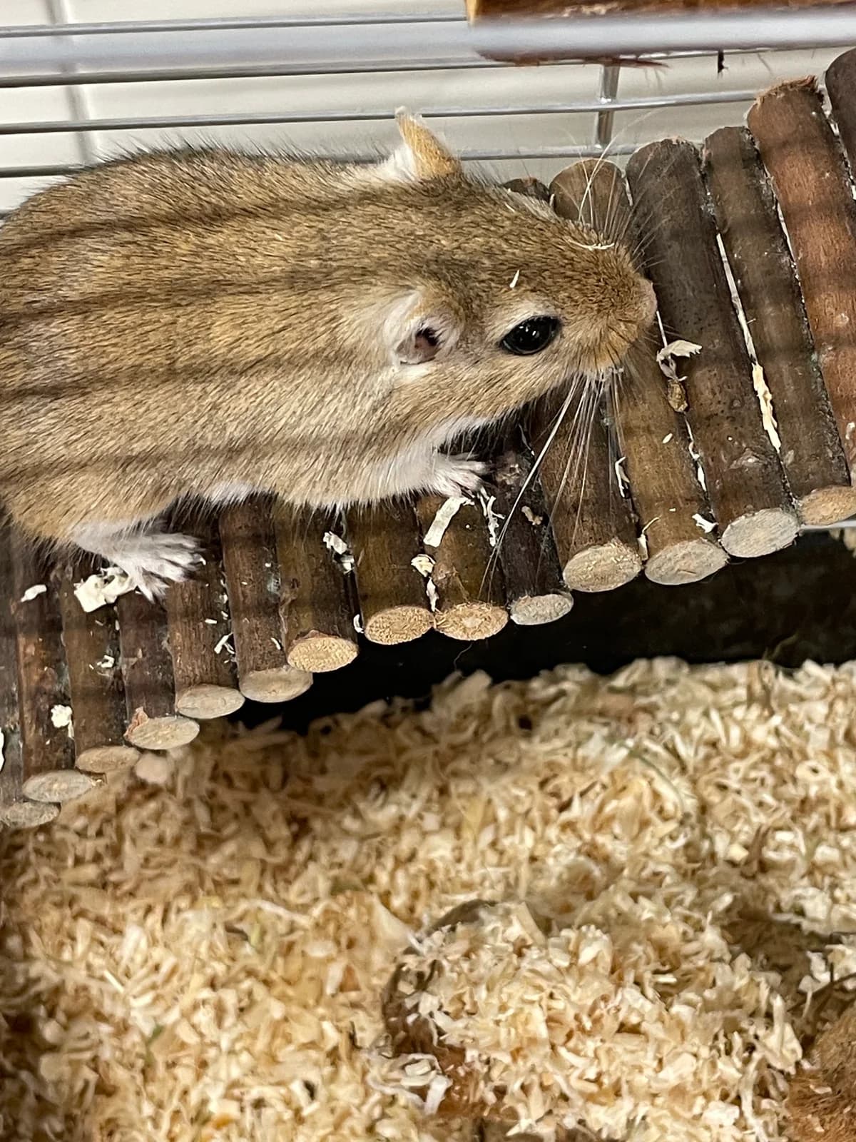Frederick, male Mixed Breed for adoption at Tierheim Emden, Emden