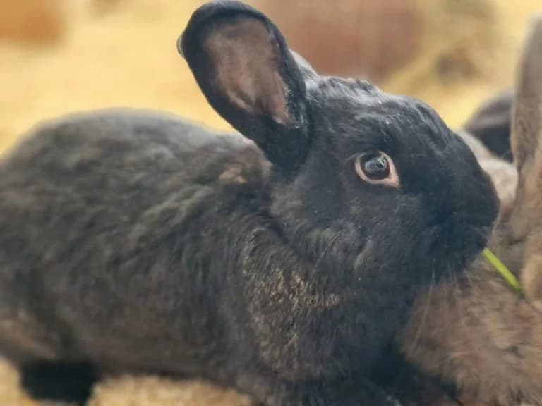 Batman – Karotten statt Verbrecher, Mixed Breed for adoption at Tierheim Emmendingen, Emmendingen