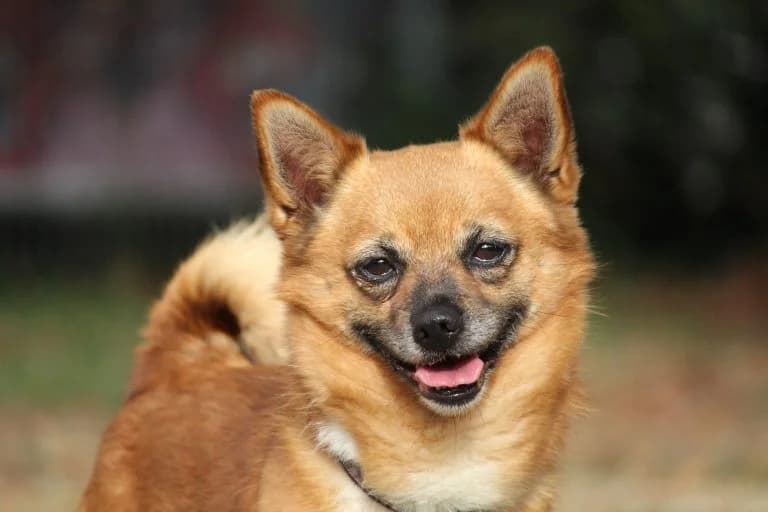 Diesel – läuft, aber nur nach eigenem Zündplan, Mixed Breed for adoption at Tierheim Emmendingen, Emmendingen