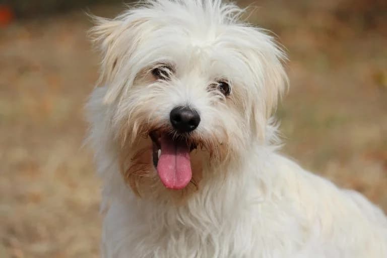 Fluffy – Außen Plüsch. Innen ordentlich Betrieb, Mixed Breed for adoption at Tierheim Emmendingen, Emmendingen