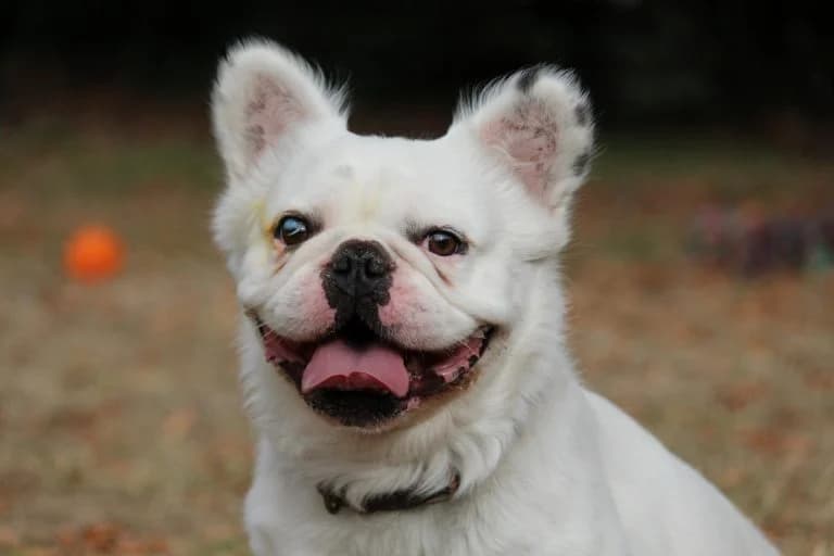 Fuchur – sucht sein Auryn (oder sein neues Sofa fürs Leben), Mixed Breed for adoption at Tierheim Emmendingen, Emmendingen