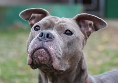Haley – innere Unruhe sucht Geborgenheit, Mixed Breed for adoption at Tierheim Emmendingen, Emmendingen
