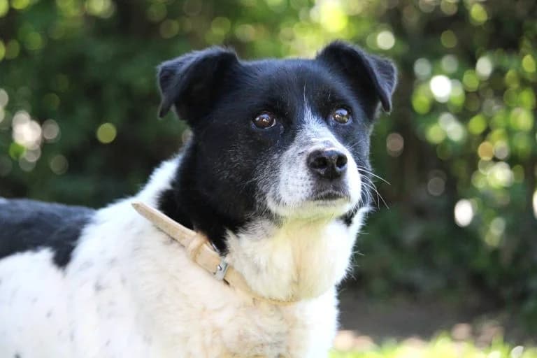 Hermine – Manche Hunde bellen laut. Hermine hofft leise, Mixed Breed for adoption at Tierheim Emmendingen, Emmendingen