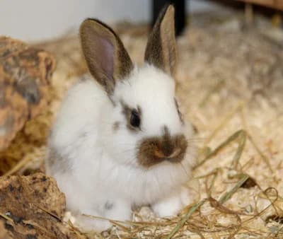 Langohrkinder in den Startlöchern, Mixed Breed for adoption at Tierheim Emmendingen, Emmendingen