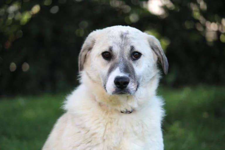 Mara – oder: Wie das Leben plötzlich Sinn ergibt, Mixed Breed for adoption at Tierheim Emmendingen, Emmendingen