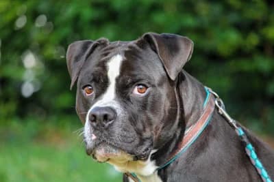 Pablo – 30 Kilo gute Absicht (mit Herz und Hang zur Improvisation), Mixed Breed for adoption at Tierheim Emmendingen, Emmendingen