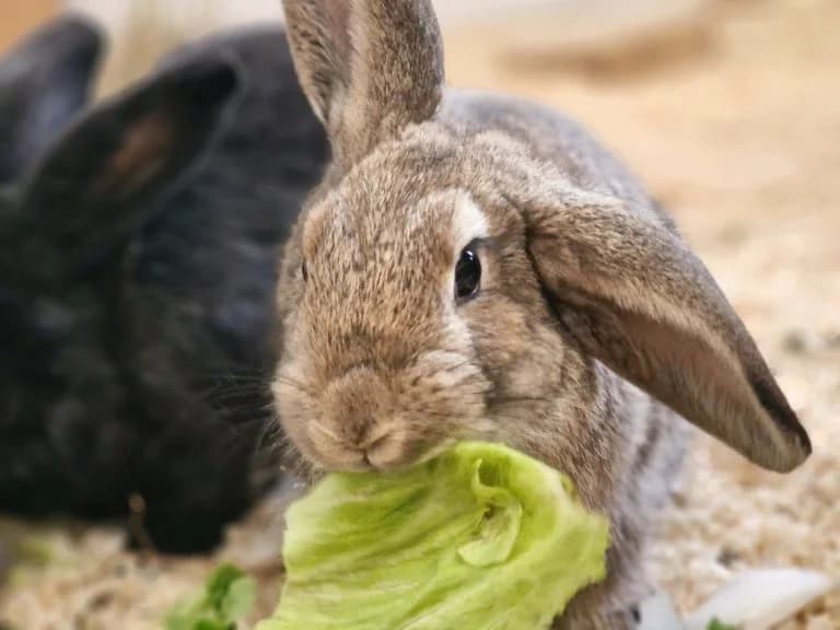 Pepe – erst mal schauen, Mixed Breed for adoption at Tierheim Emmendingen, Emmendingen