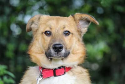 Sammy – ein Hund für Menschen mit Vorstellungskraft, Mixed Breed for adoption at Tierheim Emmendingen, Emmendingen