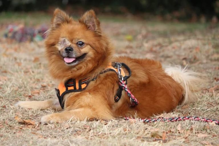 Samson – die Kraft liegt in der Mähne …, Mixed Breed for adoption at Tierheim Emmendingen, Emmendingen
