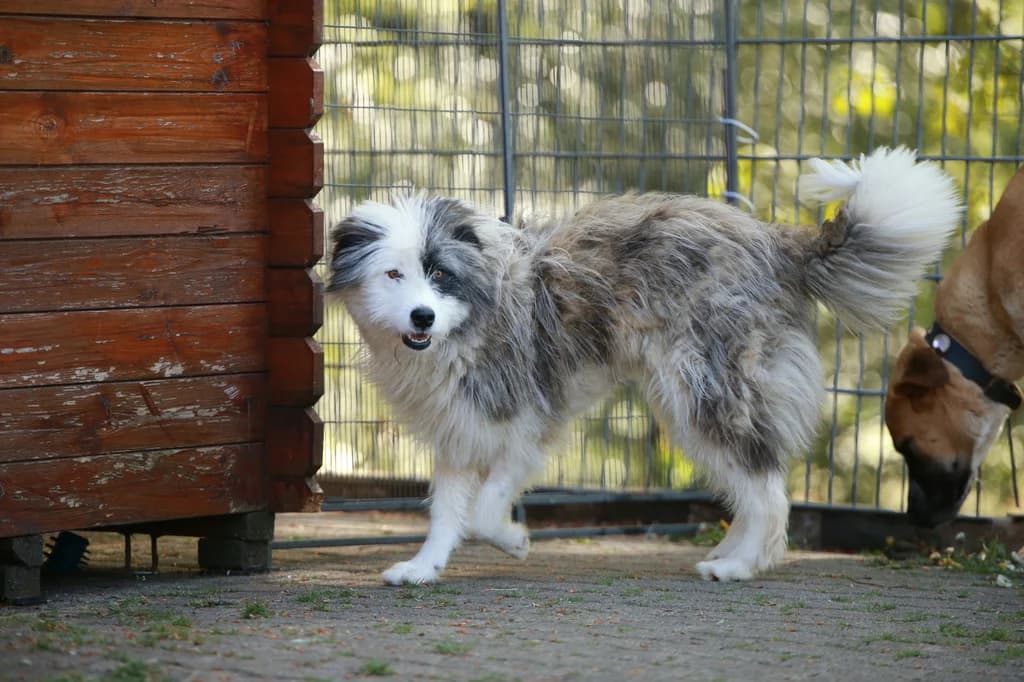 Lumi, female Mixed Breed for adoption at Tierheim Ennepetal, Ennepetal