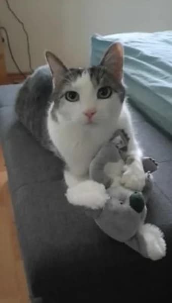 Zwei, grau male senior Mixed Breed for adoption at Tierheim Ennepetal, Ennepetal