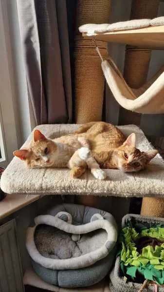 Ragetti und Tigre, male young Mixed Breed for adoption at Tierheim Ennepetal, Ennepetal