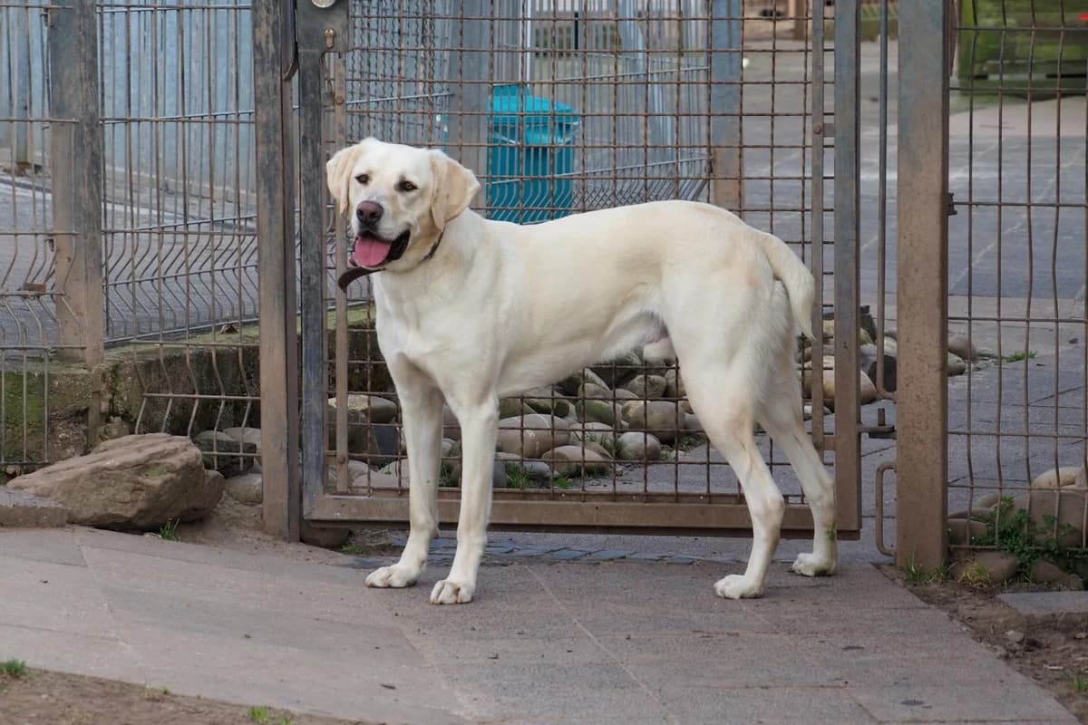 Olli, male 4yo Mixed Breed for adoption at Tierheim Eschwege