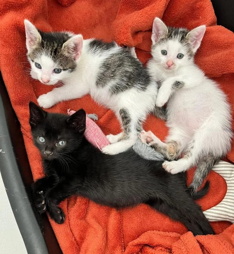 Katzenwelpen, female mixed breed for adoption at Tierheim Eschwege
