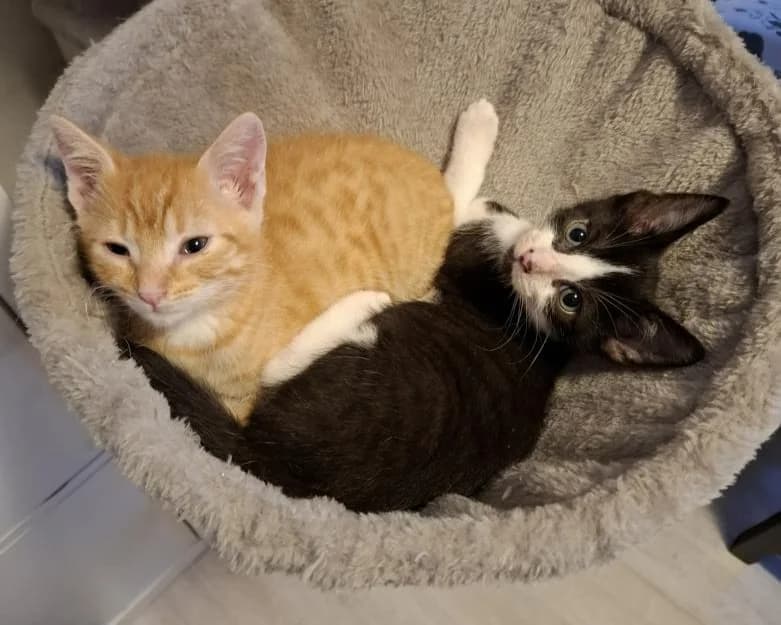 Katzenwelpen, male mixed breed for adoption at Tierheim Eschwege