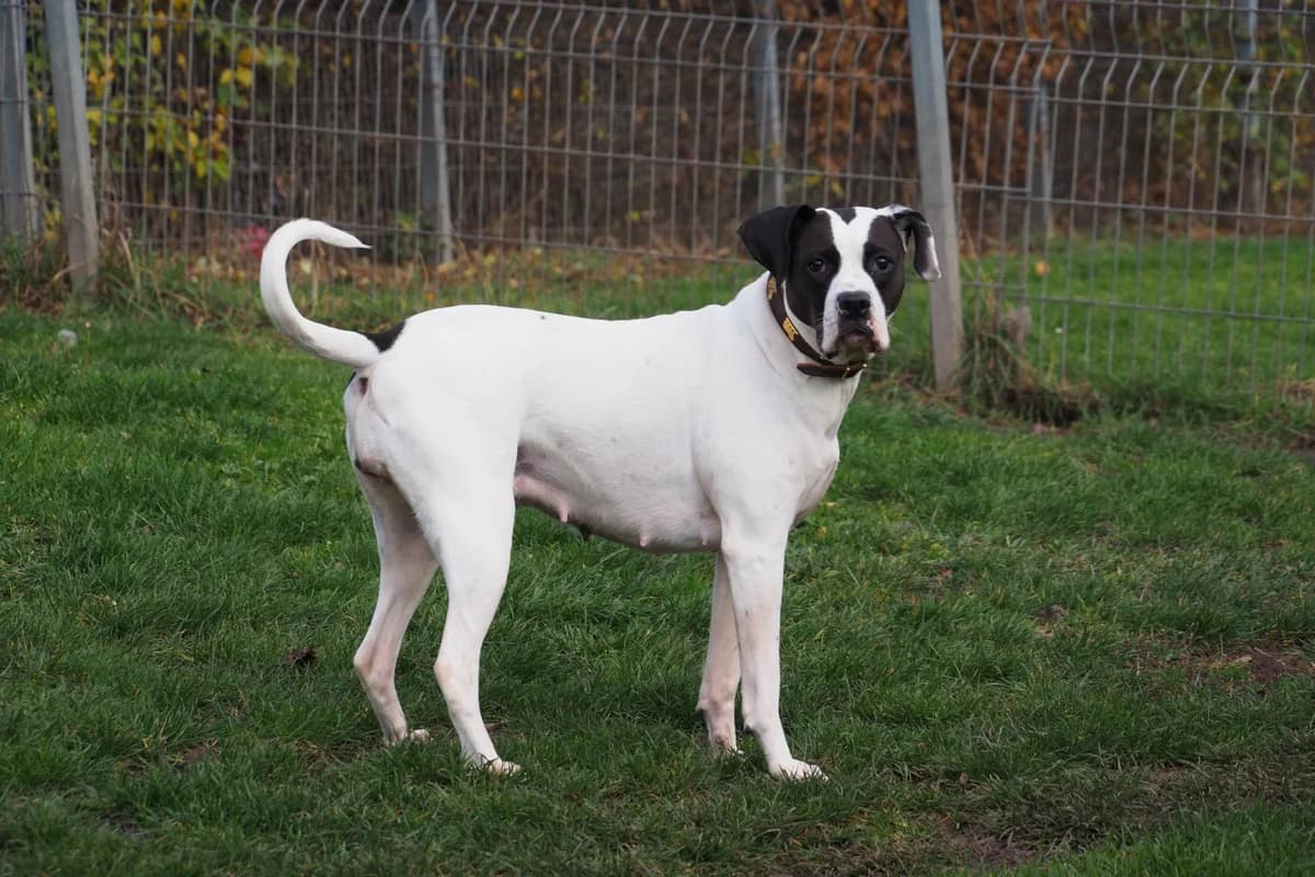 Gina, female senior Mixed Breed for adoption at Tierheim Eschwege