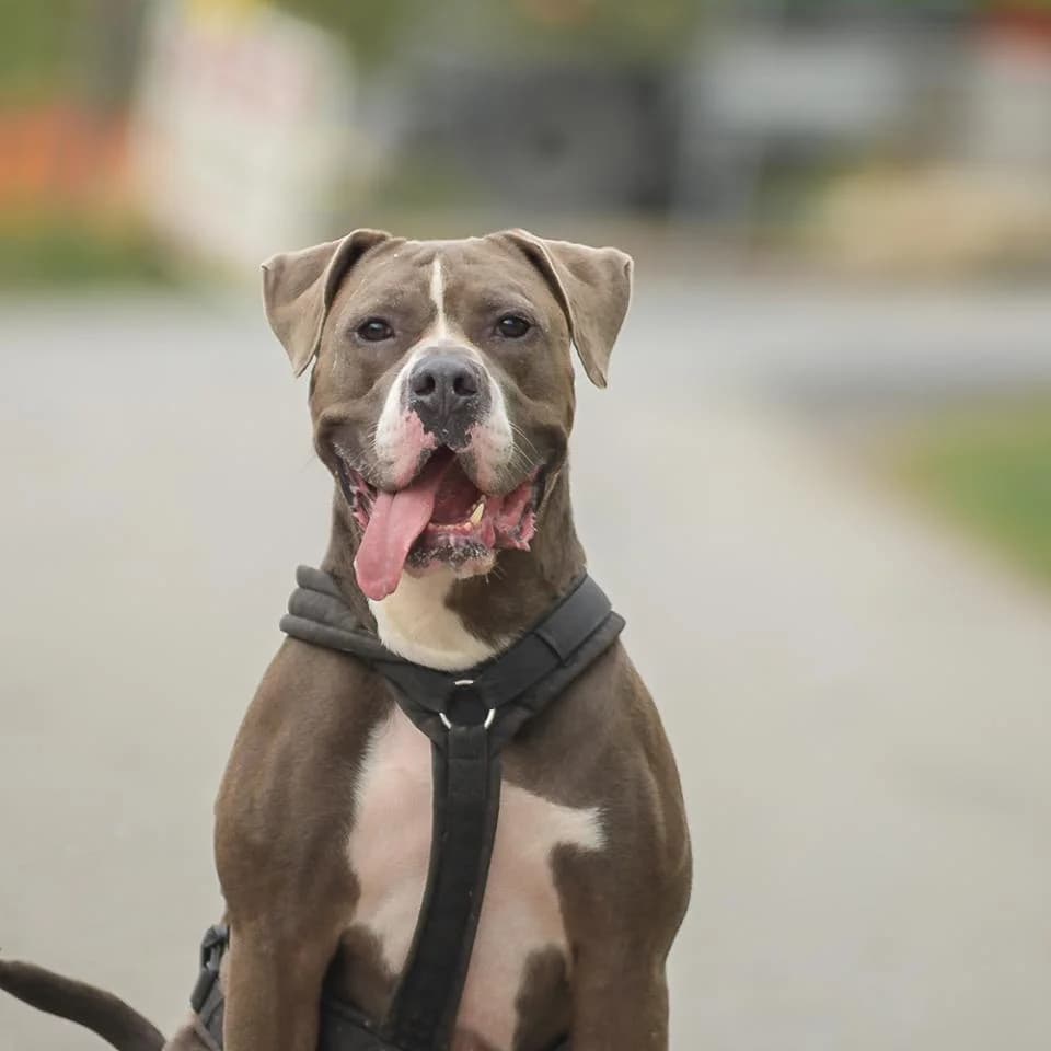 Erbse, male puppy American Bully for adoption at Tierheim Essen, Essen