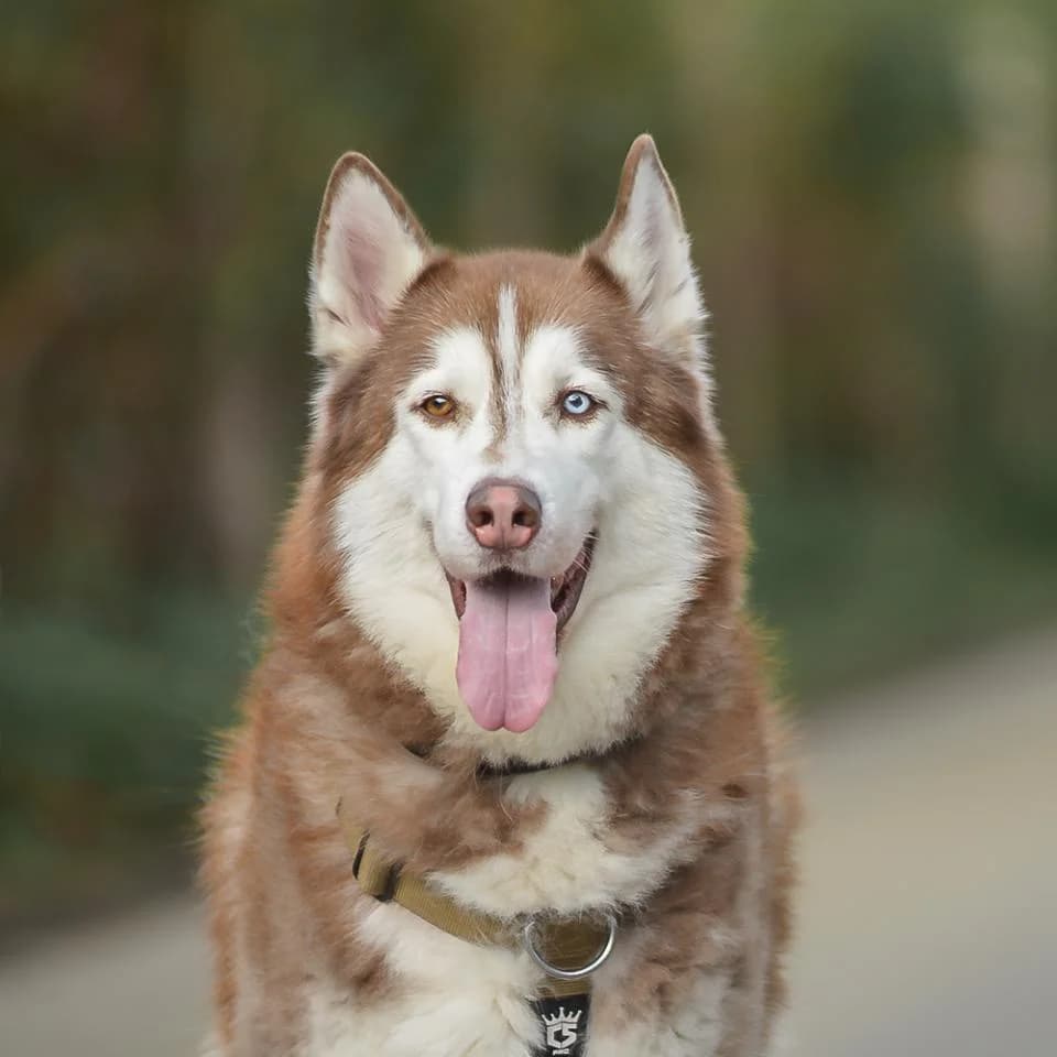 Maverick, male Husky for adoption at Tierheim Essen, Essen